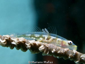 Transparent Goby with eggs inside by Mariano Mañas 